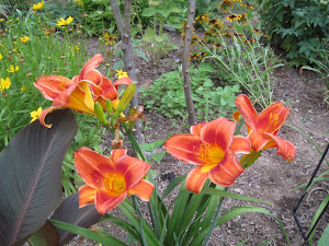 Day lilies