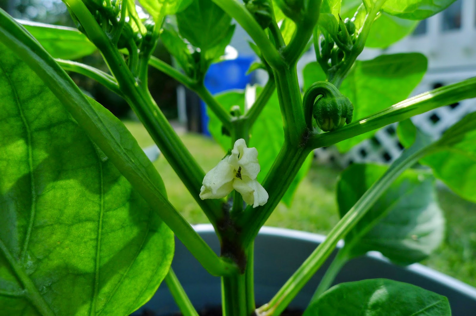 Pepper flower, urban farming