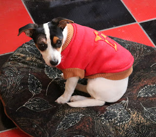 Louise looks like a grumpy super dog Louise looks like a grumpy super dog