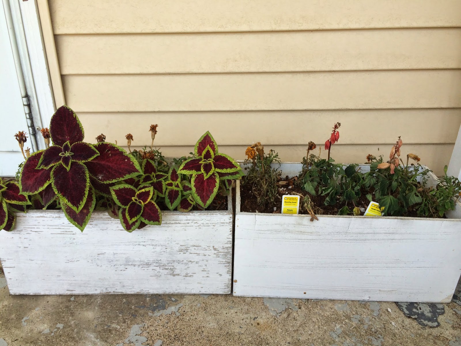 This little house of mine: planter box update