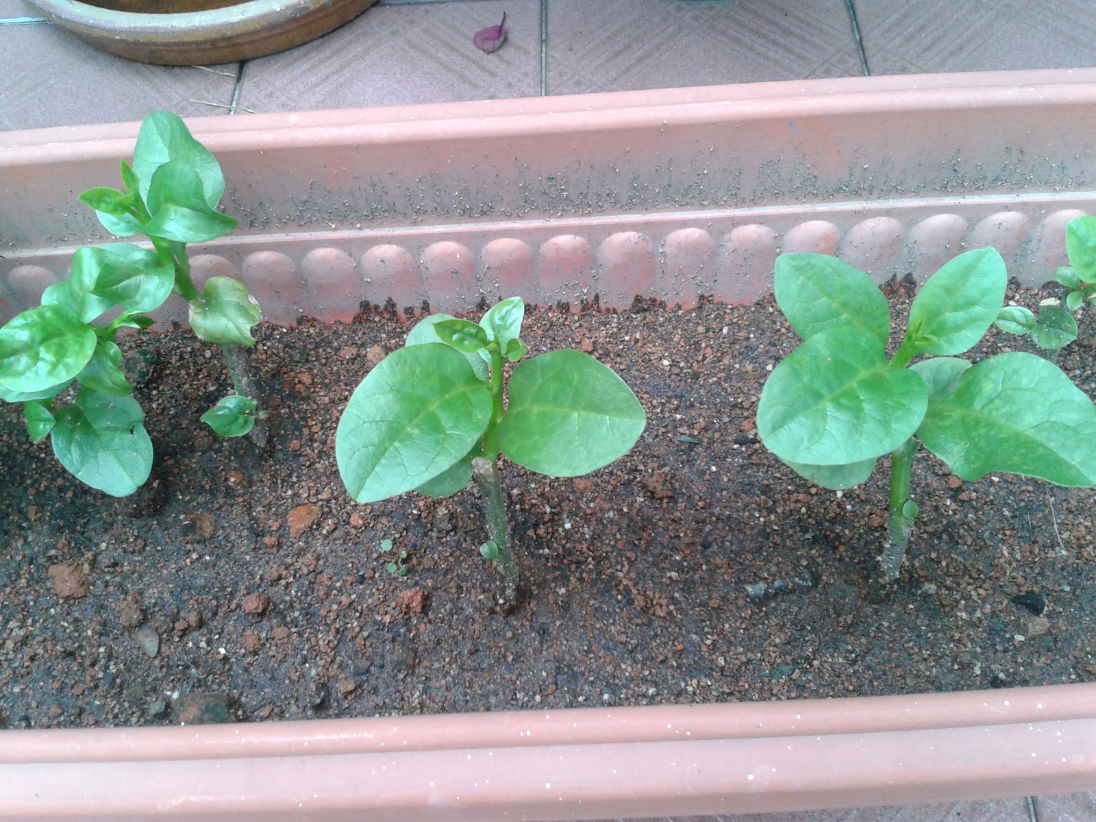 Parenting Times Home Science Experiment Growing Plants From Stem