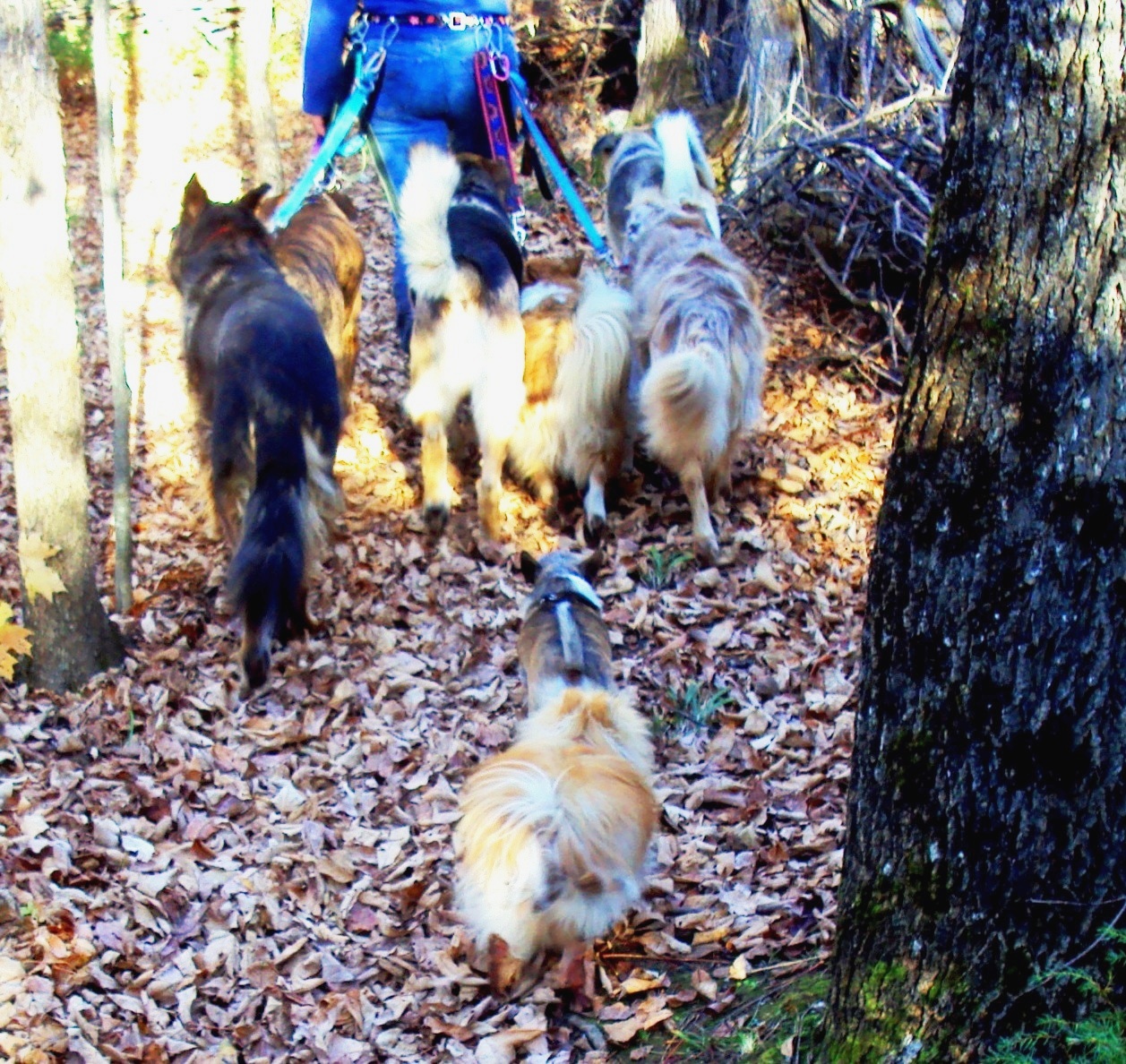 Ottawa Dog Whisperer at Rosemarie Williams blog