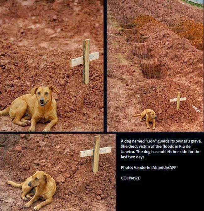why are dogs s best friend why is s best friend damn cool pictures why are dogs s best friend why is s best friend damn cool pictures