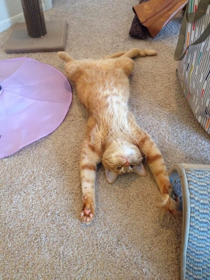 Funny cats - part 88 (40 pics + 10 gifs), cat lays down on floor