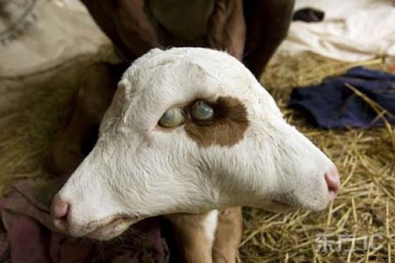 Animals with Two Heads, by PModels.blog Animals with Two Heads