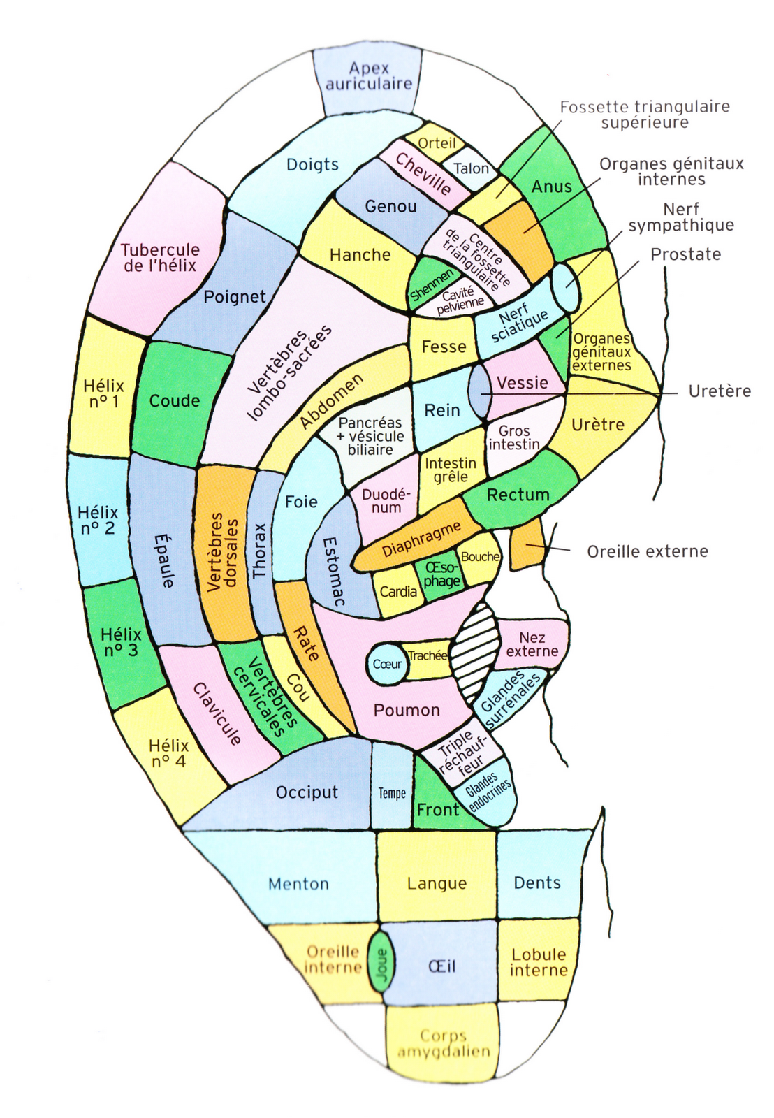 l' auriculothérapie est