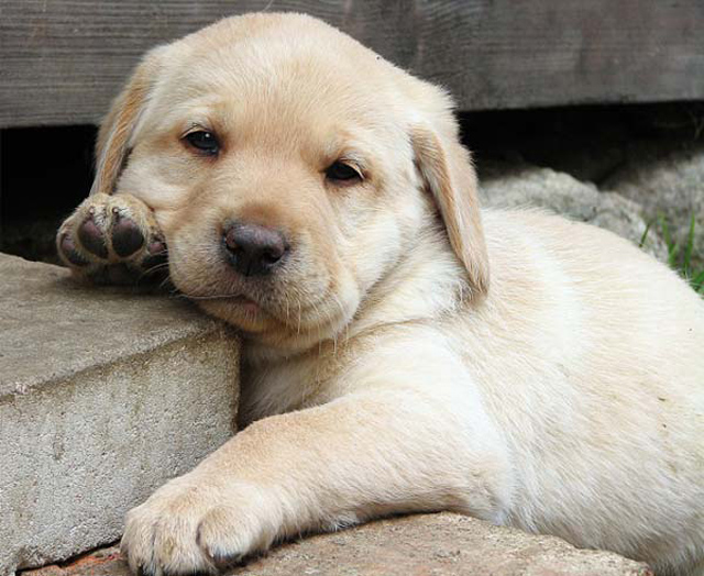 8 fotos adoráveis de filhotes de cachorros