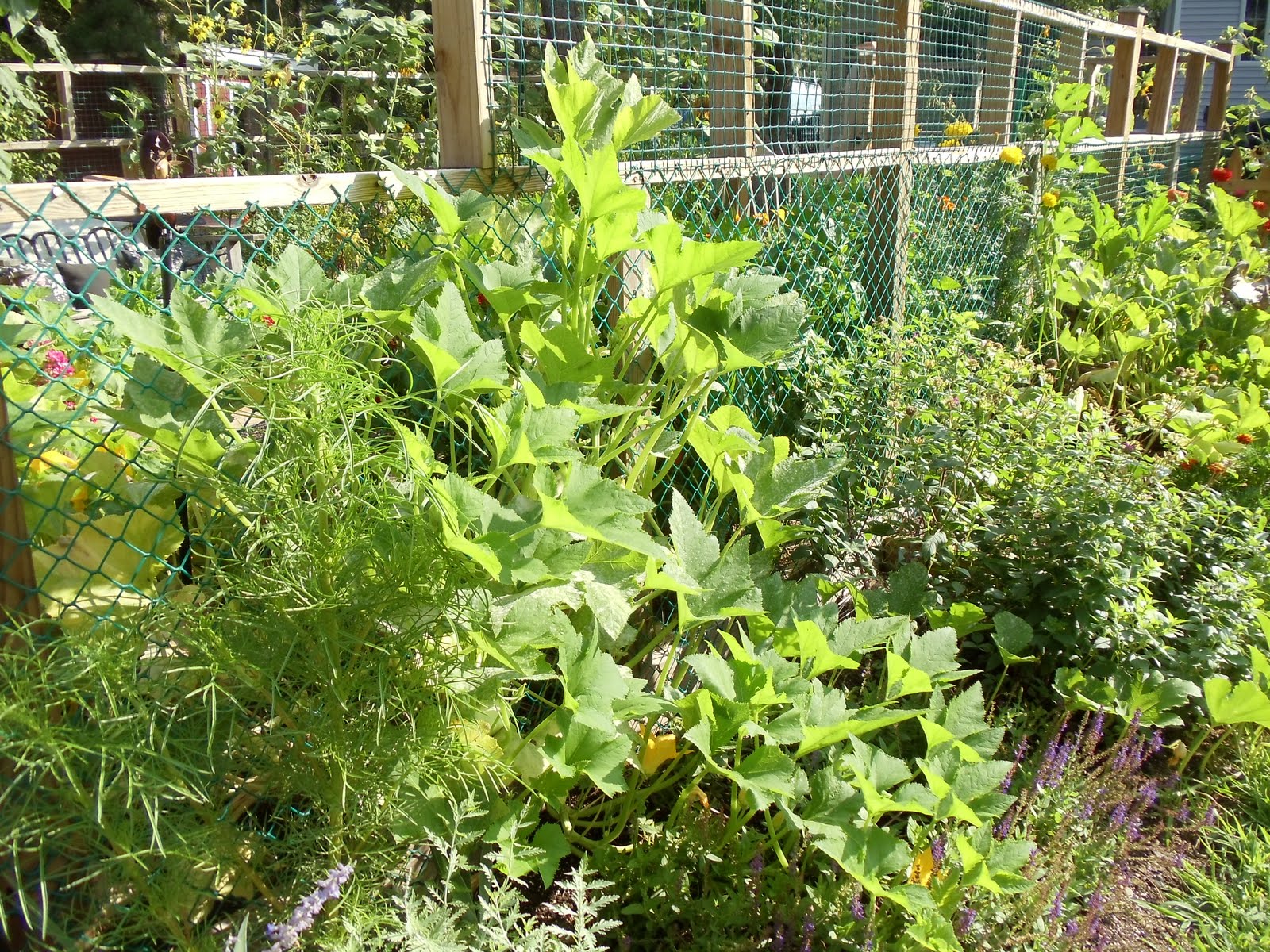 Debbie's Potager The Square Foot Garden versus the Squash