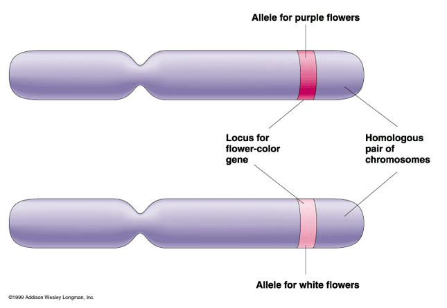 Allele: One of two or more molecular forms of a gene that arise by -2.bp.blogspot.com