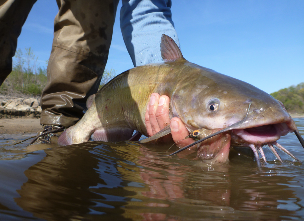 Currents Good Friday Catfish