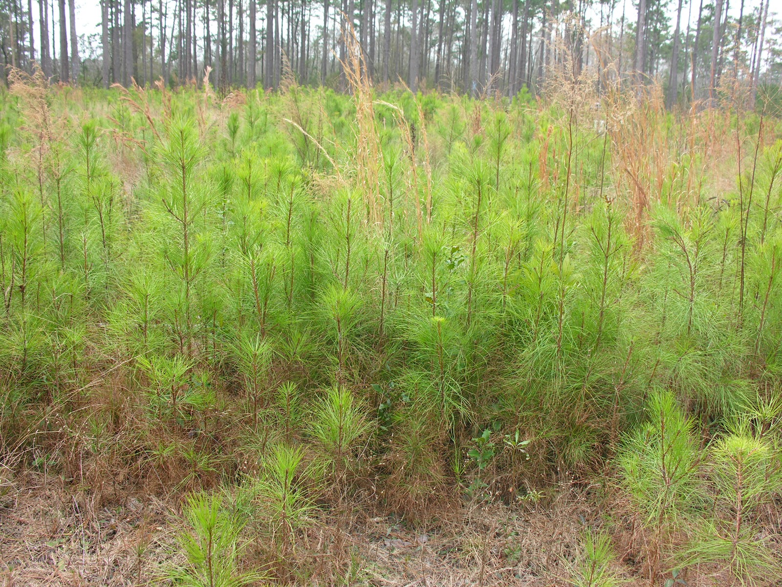 Our Neck of the Woods May 2012