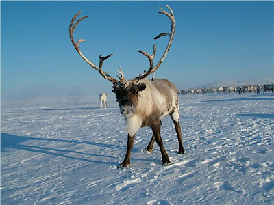 Самые красивые животные мира Самые красивые животные мира
