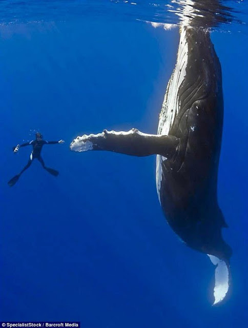 Fotos perfectamente sincronizadas