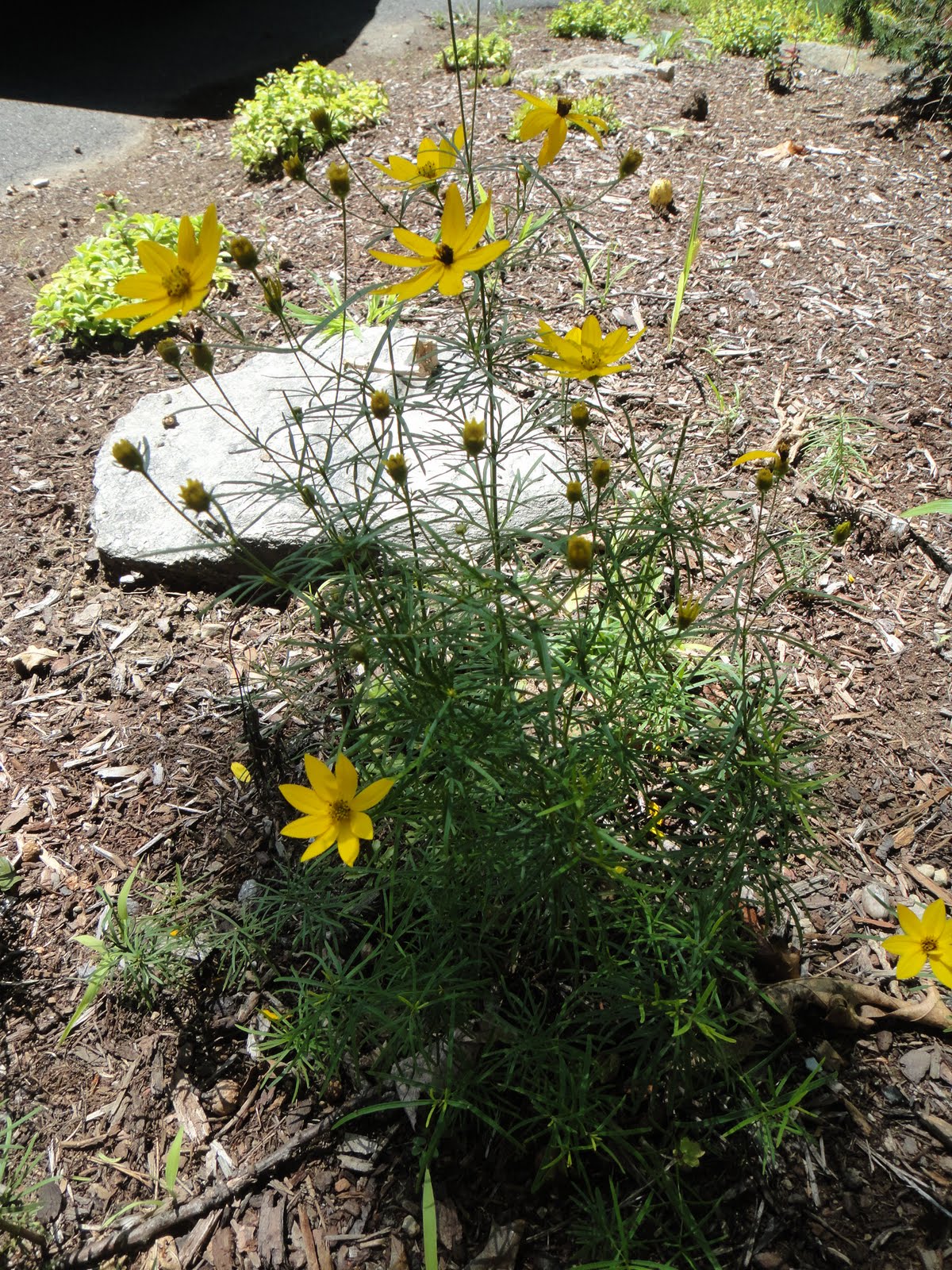 WHS AP Biology 2011 Organisms in different Plant Divisions