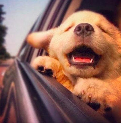 puppy open window car