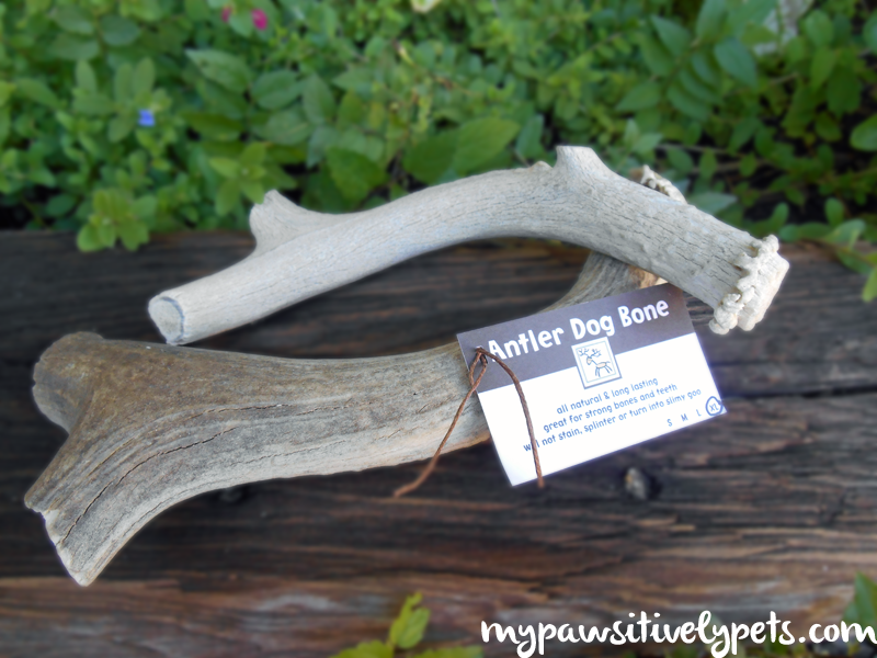 Trying Dog Bone Antlers for the First Time Enter to Win