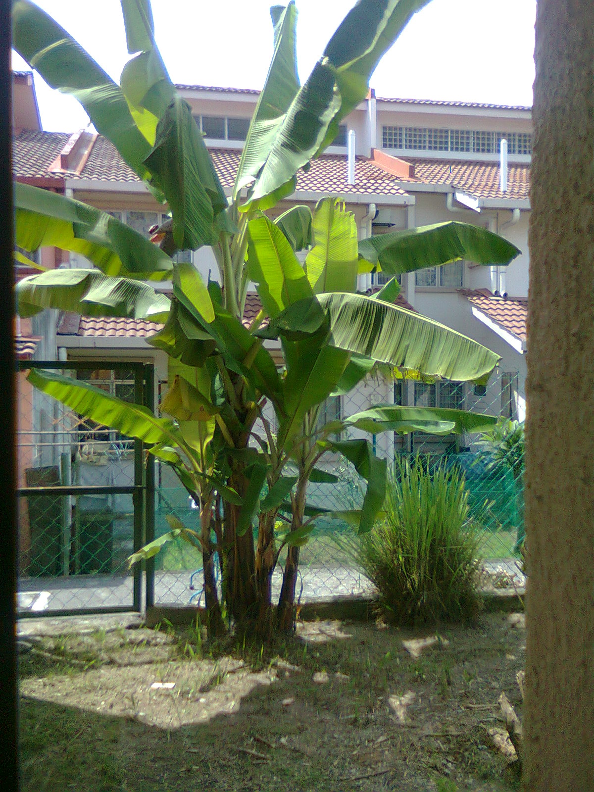 Diari Hatiku Pisang Tidak Berbuah Dua Kali