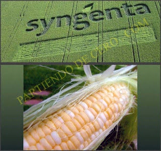 syngenta enogen by+PARTIENDO+DE+CERO+.+COM