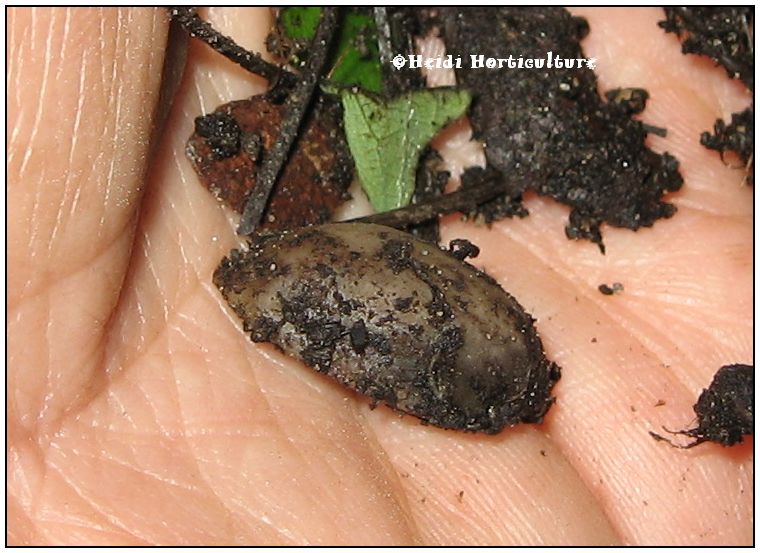 Heidi Horticulture Pistachio Shells for Compost