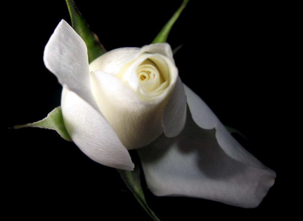 single white rose wallpaper. wallpaper white roses. single white rose wallpaper.