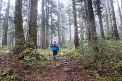 Phil Walking through the mature forest on the way to the open mountain tops