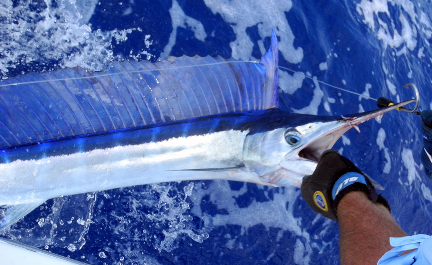 Fish Identification Spearfish