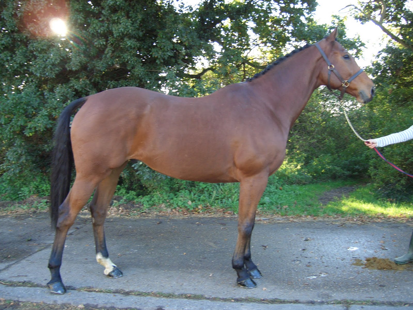 HD Animals Wallpapers: Brown Thoroughbred Horses