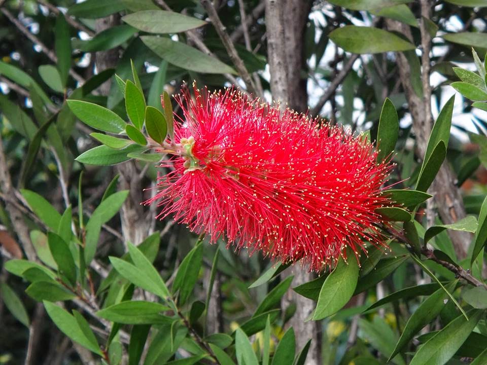 Uma Flor Por Dia Calistemo