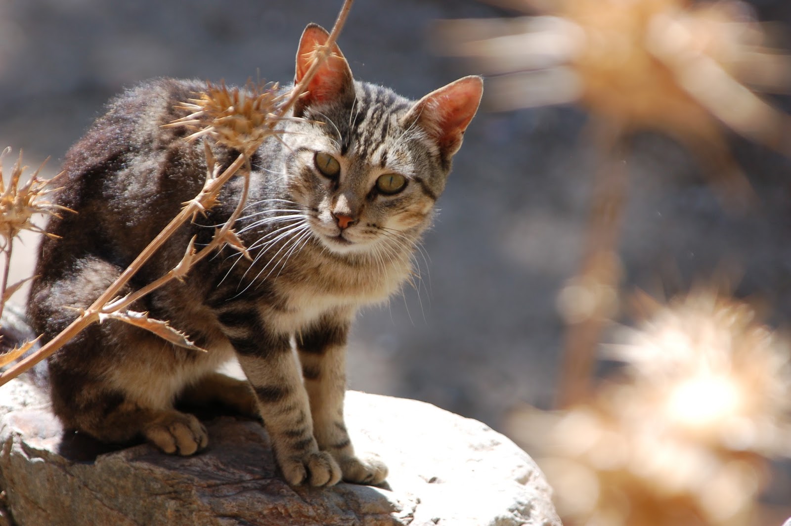 Friday cats Friday cats