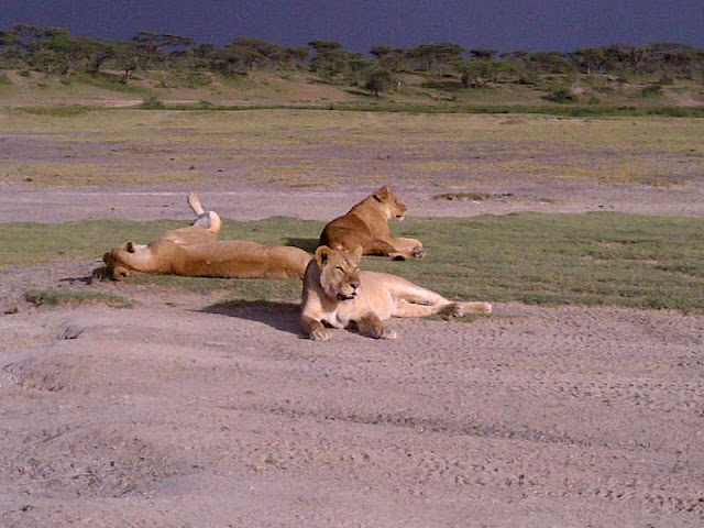 Serengeti National Park Ndutu