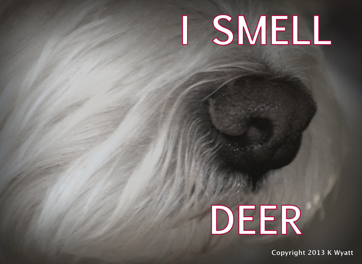 Westie Julep See Deer Smell Deer Bark At Deer