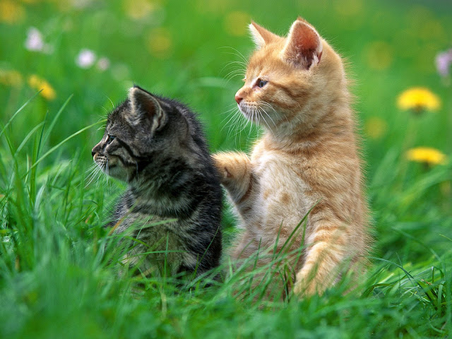 http://2.bp.blogspot.com/-IFZBxOnK2Ww/VdYD64yXdSI/AAAAAAAAKdU/TMBvF1GH7xo/s640/cats-122.jpg