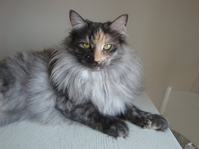 Blog Dedicato Ai Gatti Norvegesi E Certosini