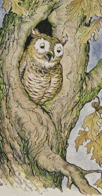 Cerita Dongeng Burung Hantu Tua Dan Belalang