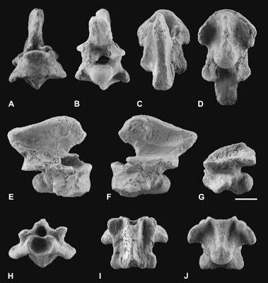 vertebras de Arcanosaurus