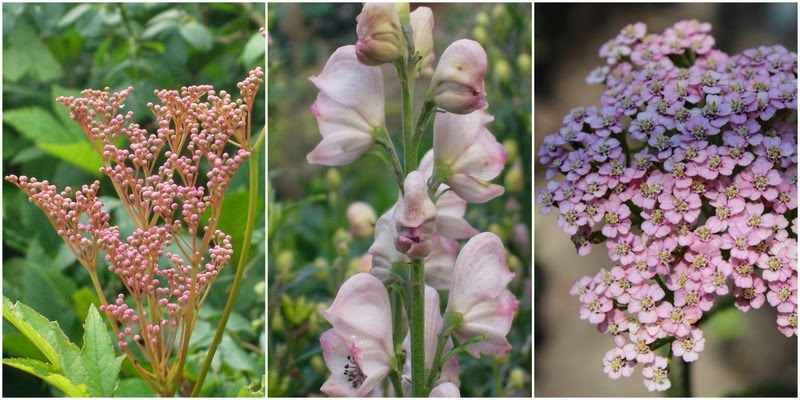 24 Best Garden Images Garden Flowers Perennials Shade Plants