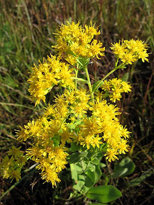 Garden Faerie's Musings