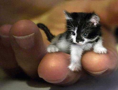 Funsteris Video Divertenti E Foto Matte Dal Web Il Gatto Piu