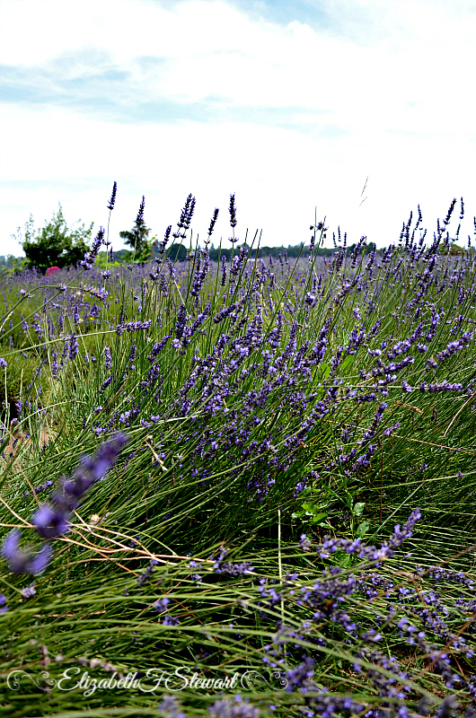 Just following Jesus in my real life... A visit to Sauvie Island