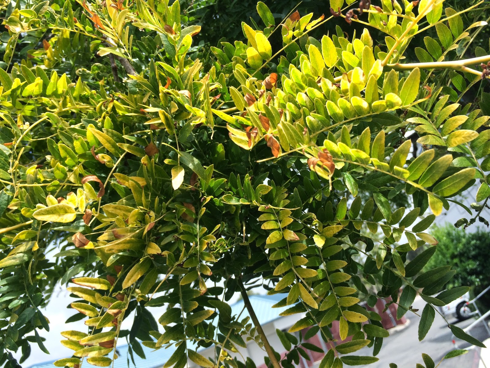 Trees of Santa Cruz County Gleditsia triacanthos inermis 