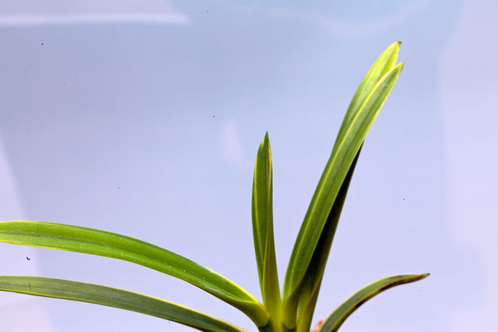 富貴蘭の栽培記: 建国殿縞