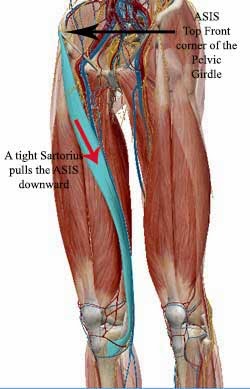 Sartorius+Muscle swatantra yoga for the sartorius muscle the sartorius muscle in blue ...