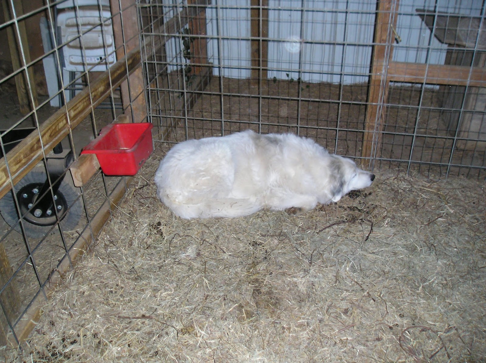 Thoughts from Frank and Fern Why Did My Baby Goats Die?