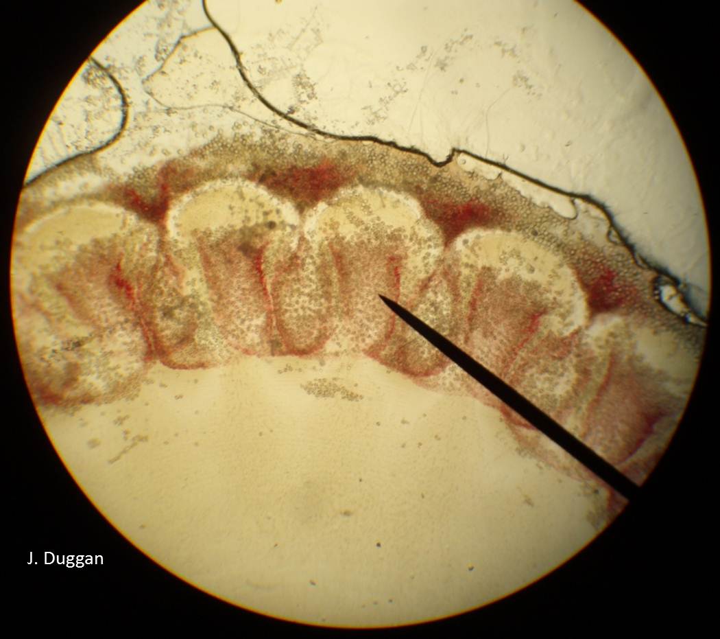 The Offshore Aquaholic Jellyfish Bio 101 Local Identification, Local