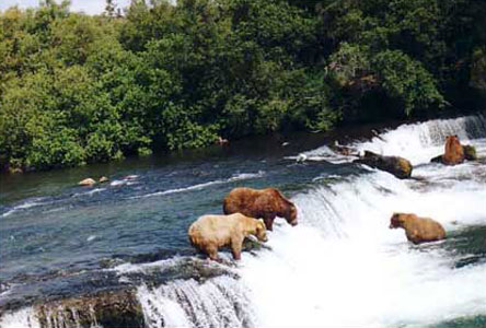 are bears scavengers are bears scavengers