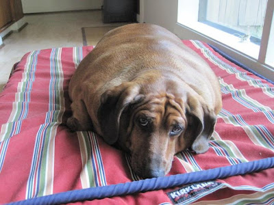 El perro mas gordo del mundo