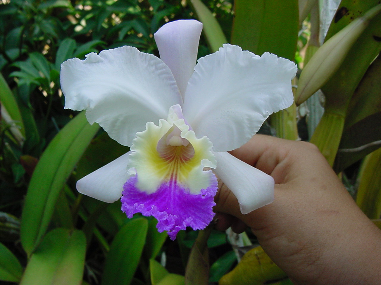 Have you ever wondered where your flowers come from?