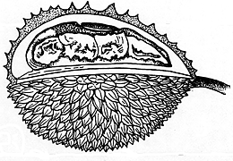 Kids Coloring Pages Seasonal Fruits