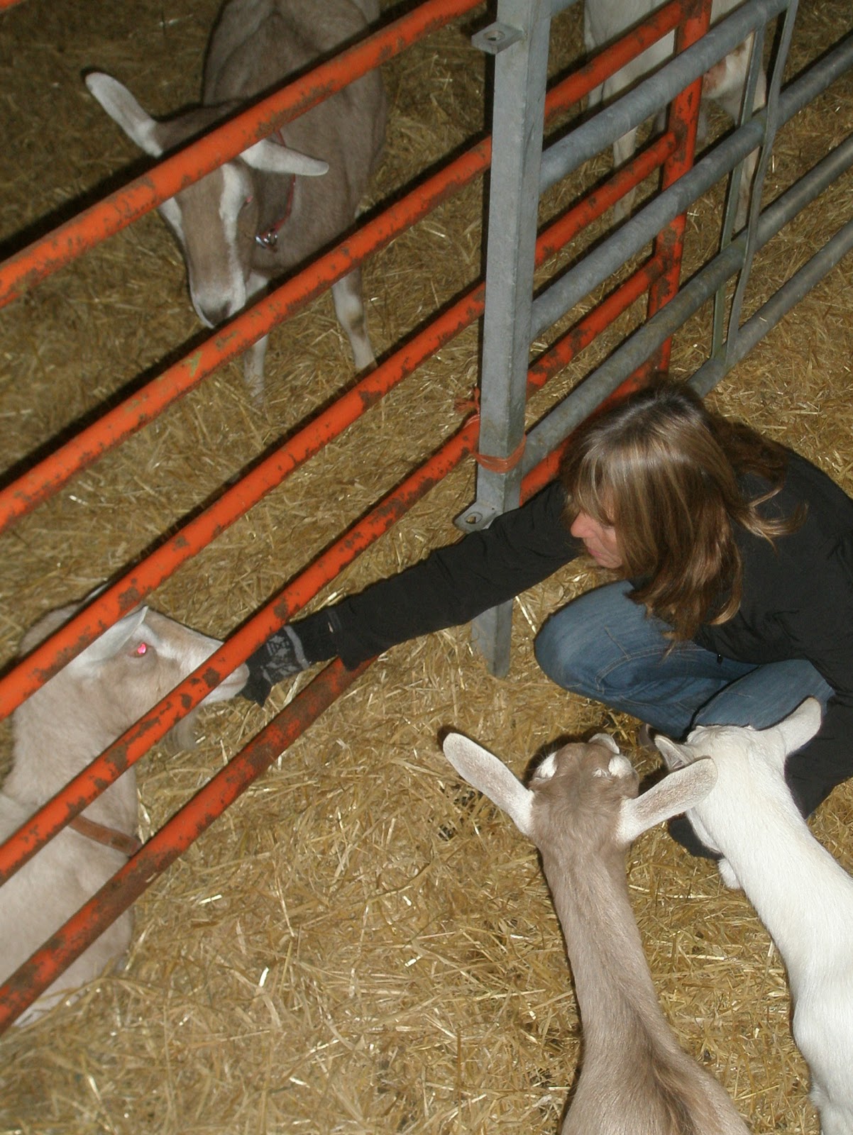 CraigardCroft Shopping for goats