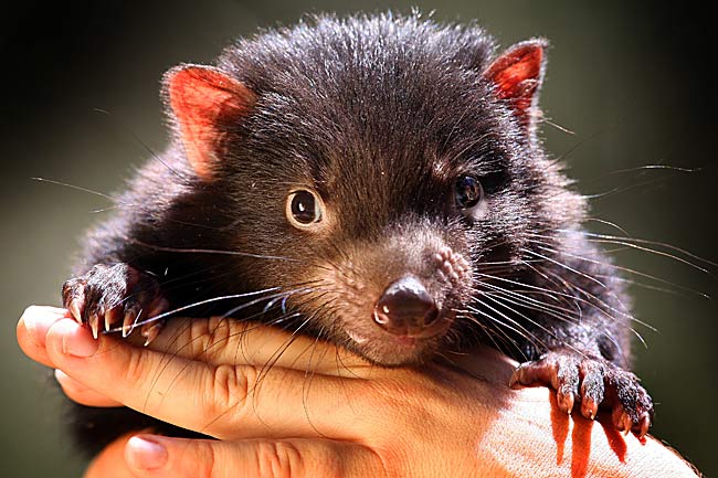 Discoveries and Perceptions: Scientists Sequence Endangered Tasmanian